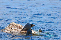 Baikal seals (Pusa sibirica) hauled out on rock, endemic species. Lake Baikal. Russia, June.