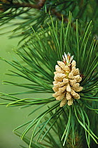 Pine (Pinus sp) pollen-bearing cone, Lake Baikal, Siberia, Russia, June 2009.