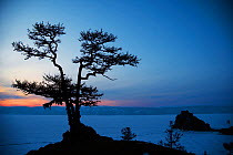 Tree on Lake Baikal shore at sunset. Siberia, Russia, March 2007.