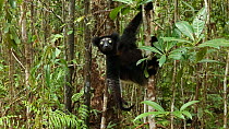 Indri (Indri indri) hanging from a tree and looking around, Madagascar.