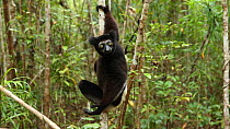 Indri (Indri indri) looking at the camera, Madagascar.