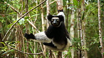Indri (Indri indri) looking at the camera, Madagascar.