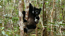 Indri (Indri indri) sitting in a tree, looking around and feeding, Madagascar.