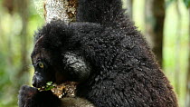 Close up of an Indri (Indri indri) feeding and looking at the camera, Madagascar.