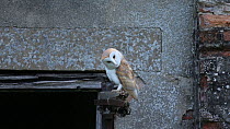 Barn owl (Tyto alba) perched outside a farm building, looking for prey, UK, August.