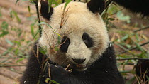 Giant panda (Ailuropoda melanoleuca) feeding on bamboo in a breeding centre, Chengdu, China. Captive.