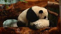 Two Giant panda (Ailuropoda melanoleuca) cubs aged five months playing in a breeding centre, Chengdu, China. Captive.