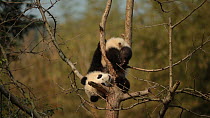 Giant panda (Ailuropoda melanoleuca) cub aged five months stuck after climbing a tree in a breeding centre, Chengdu, China. Captive.