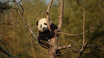 Giant panda (Ailuropoda melanoleuca) cub aged five months falling asleep in a tree in a breeding centre, Chengdu, China. Captive.