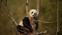 Giant panda (Ailuropoda melanoleuca) cub aged five months asleep in a tree in a breeding centre, Chengdu, China. Captive.