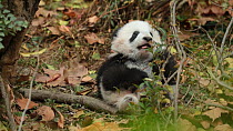 Giant panda (Ailuropoda melanoleuca) cub aged two months feeding in a breeding centre, Chengdu, China. Captive.