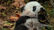 Giant panda (Ailuropoda melanoleuca) cub aged two months feeding in a breeding centre, Chengdu, China. Captive.