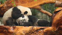 Two Giant panda (Ailuropoda melanoleuca) cubs aged five months playing in a breeding centre, Chengdu, China. Captive.