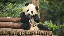 Giant panda (Ailuropoda melanoleuca) cub aged five months chewing a stick in a breeding centre, Chengdu, China. Captive.