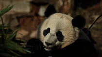 Giant panda (Ailuropoda melanoleuca) feeding in a breeding centre, Chengdu, China. Captive.