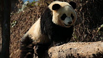 Giant panda (Ailuropoda melanoleuca) scratching, footage taken in a breeding centre, Chengdu, China. Captive.