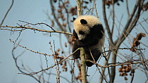 Giant panda (Ailuropoda melanoleuca) cub in a tree, yawning, footage taken in a breeding centre, Chengdu, China. Captive.