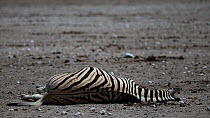 Pregnant female Burchells zebra (Equus quagga burchellii) dying due to complications during birth, Etosha National Park, Namibia. Part of a sequence.