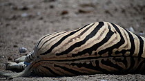 Pregnant female Burchells zebra (Equus quagga burchellii) dying due to complications during birth, Etosha National Park, Namibia. Part of a sequence.
