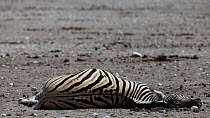Dead pregnant Burchells zebra (Equus quagga burchellii), died due to complications whilst giving birth, Etosha National Park, Namibia. Part of a sequence.