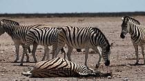 Group of Burchells zebra (Equus quagga burchellii) gathering around a dead pregnant female that died due to complications whilst giving birth, Etosha National Park, Namibia. Part of a sequence.