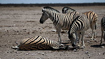 Group of Burchells zebra (Equus quagga burchellii) gathering around a dead pregnant female that died due to complications whilst giving birth, with a stallion sniffing around her head, Etosha Nationa...