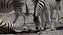 Male Burchells zebra (Equus quagga burchellii) sniffing around the head of a dead pregnant female that died due to complications whilst giving birth, Etosha National Park, Namibia. Part of a sequence...