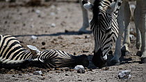 Male Burchells zebra (Equus quagga burchellii) sniffing around the head of a dead pregnant female that died due to complications whilst giving birth, Etosha National Park, Namibia. Part of a sequence...