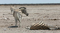 Group of Burchells zebra (Equus quagga burchellii) walking away from a dead pregnant female that died due to complications whilst giving birth, with a stallion standing nearby, Etosha National Park,...