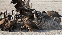 Group of African white-backed vultures (Gyps africanus) feeding on a dead female Burchells zebra (Equus quagga burchellii) that died due to complications giving birth, Etosha National Park, Namibia....