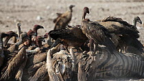 Group of African white-backed vultures (Gyps africanus) feeding on a dead female Burchells zebra (Equus quagga burchellii) that died due to complications giving birth, Etosha National Park, Namibia....