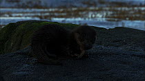 Juvenile European otter (Lutra lutra) feeding on a fish on a rock, Scotland, UK, November.