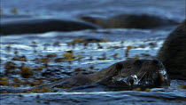 European otter (Lutra lutra) swimming with a fish in its mouth, bringing it to a juvenile on a rock, Scotland, UK, November.