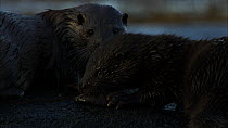 Female European otter (Lutra lutra) with a cub trying to eat a fish, Scotland, UK, November.