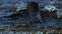 European otter (Lutra lutra) swimming, Scotland, UK, November.