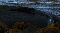 Juvenile European otter (Lutra lutra) eating a fish on a rock, Scotland, UK, November.