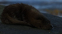 Juvenile European otter (Lutra lutra) sleeping on a rock, wakes up, Scotland, UK, November.