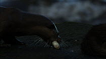 Female European otter (Lutra lutra) bringing a fish to a juvenile sleeping on a rock, Scotland, UK, November.
