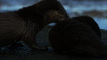 Female European otter (Lutra lutra) grooming her cub on a rock, stops and scent marks, Scotland, UK, November.