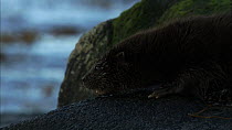 Juvenile European otter (Lutra lutra) sniffing around on a rock then goes into water, Scotland, UK, November.