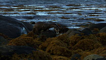 European otter (Lutra lutra) running along rock with fish prey in its mouth, Scotland, UK, November.