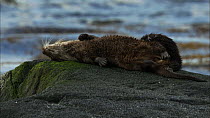 Female European otter (Lutra lutra) rolling over on a rock and scent marking and letting her cub groom her, Scotland, UK, November.
