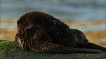 Female European otter (Lutra lutra) and cub mutual grooming, Scotland, UK, November.