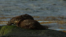 Female European otter (Lutra lutra) with a cub on a rock, Scotland, UK, November.