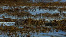 Two European otters (Lutra lutra) swimming through seaweed, Scotland, UK, November.