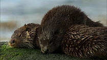 Female European otter (Lutra lutra) asleep on a rock with her cub, Scotland, UK, November.