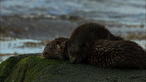 European otters (Lutra lutra) on a rock mother and cub sleeping, Scotland, UK, November.