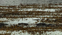 Two European otters (Lutra lutra) swimming in shallow water just off the coast, Scotland, UK, November.