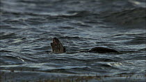 European otter (Lutra lutra) swimming and feeding, Scotland, UK, November.