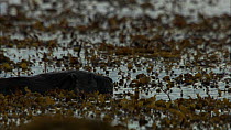European otter (Lutra lutra) swimming in shallow water just off the coast, Scotland, UK, November.